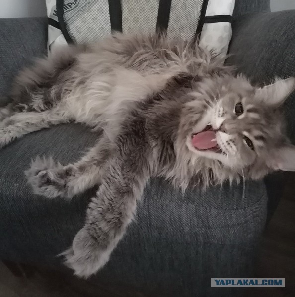 12 самых смешных котов в истории комического конкурса Comedy Pet Photography Awards