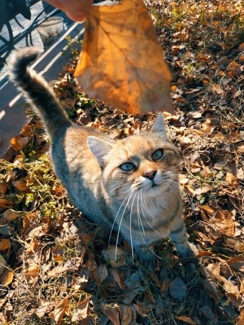 Осенний кот
