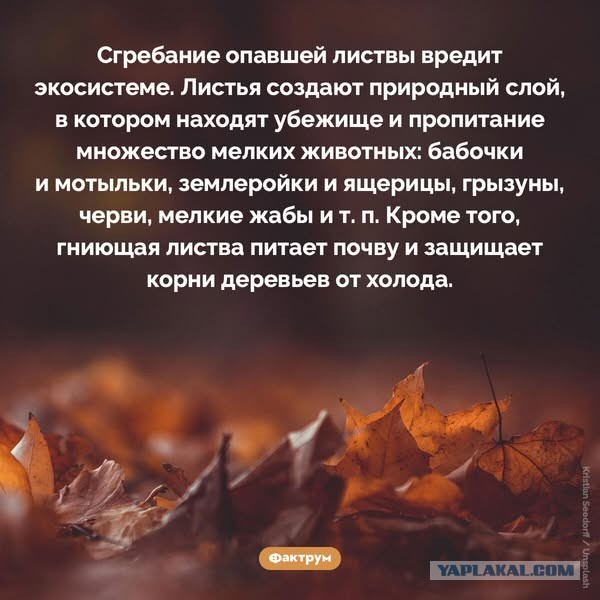 Забавные и не очень скромные картинки - 12