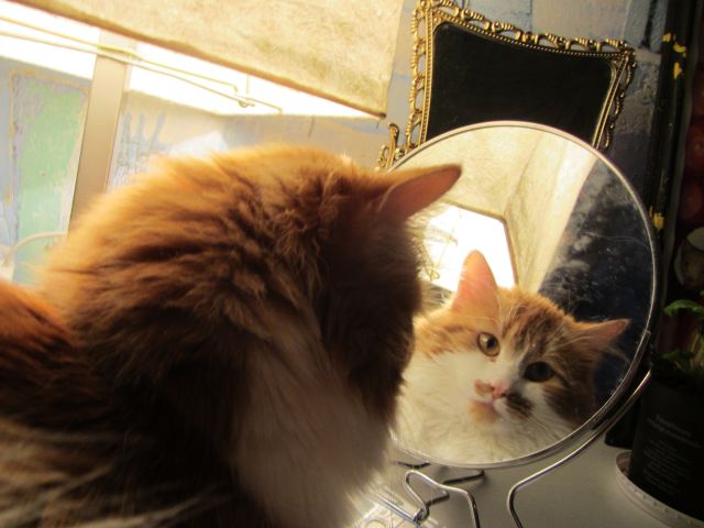 Котовторник 26.11.2013
