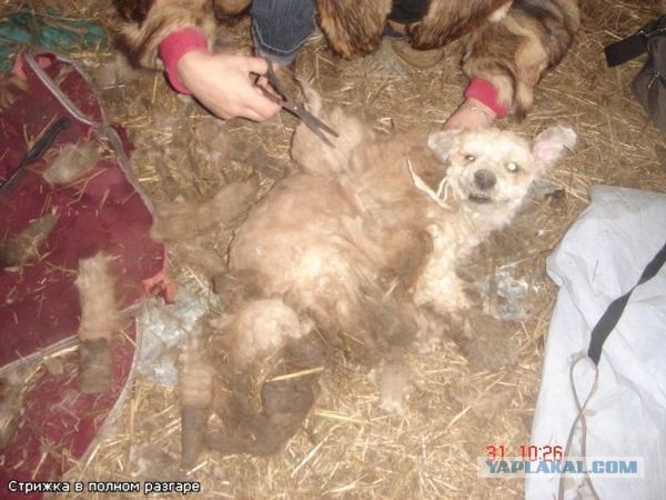 Спасенные собаки