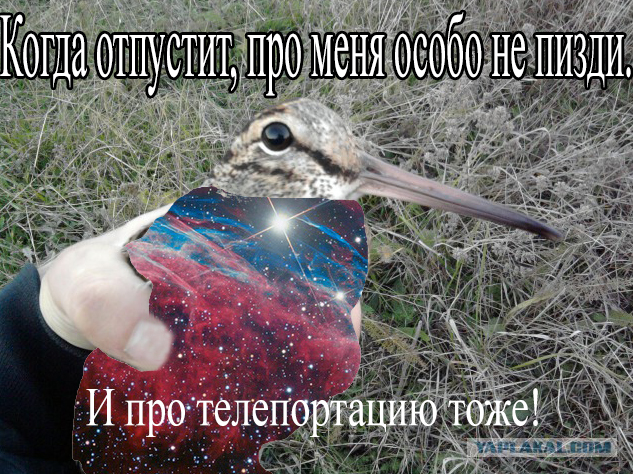 Что за зверь?