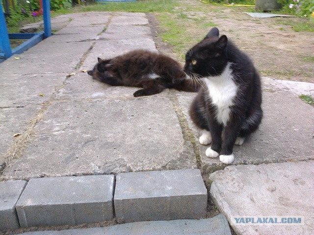 Котовторник 09.09.2014