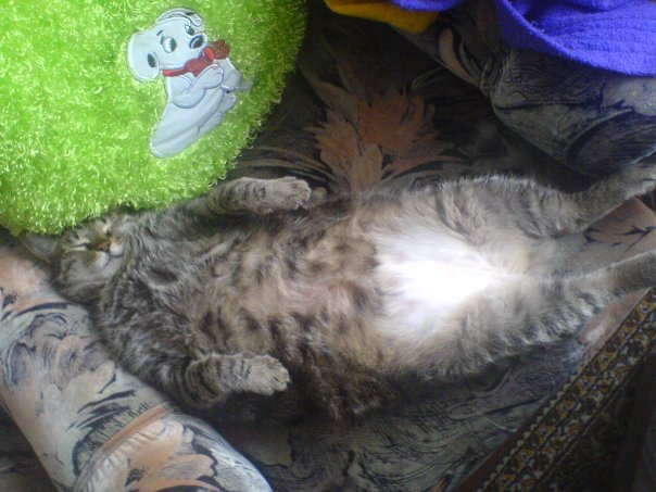 Перепись котопузов открыта=)
