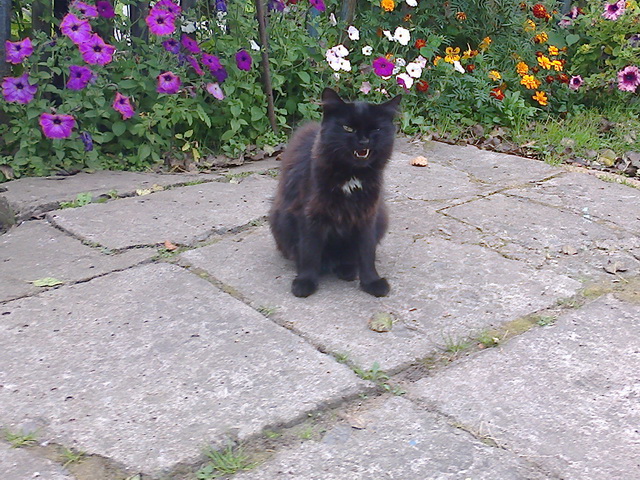 Котовторник