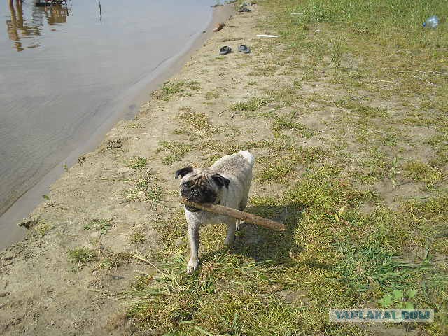 Прогулка с мопсом: унизительно, но увлекательно
