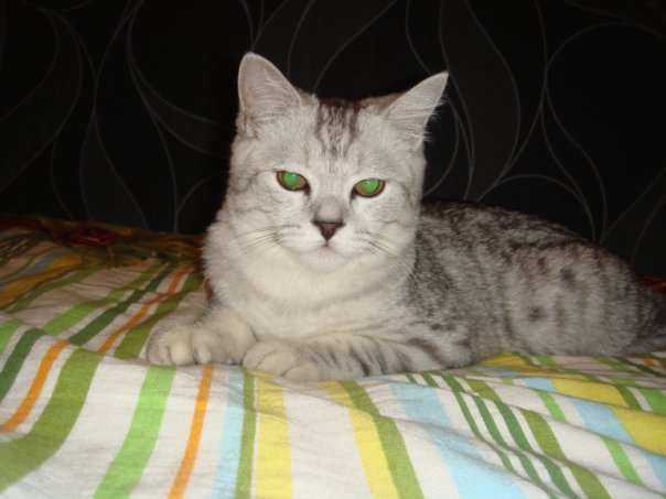 Коты, они - как люди!