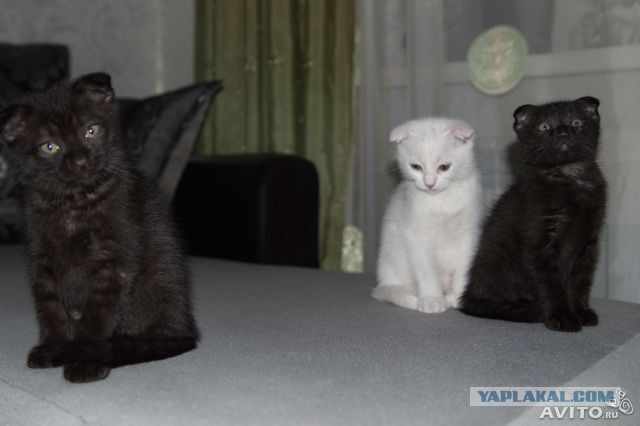 Наш Котяра