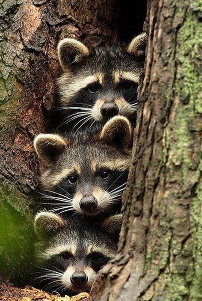 Подборка забавных картинок