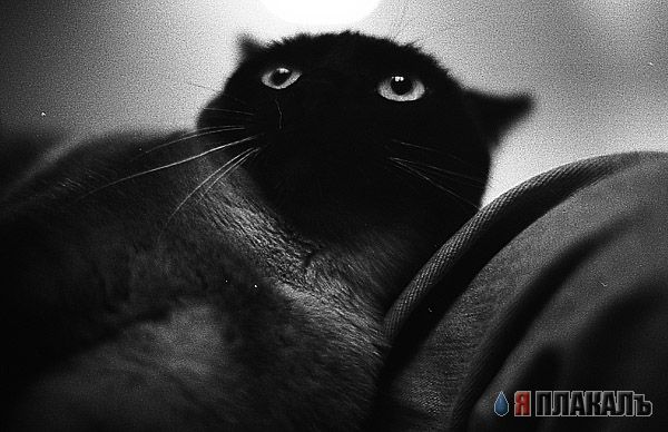 Коты, кошки, котята