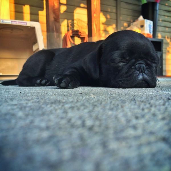 Скотинки - Животинки