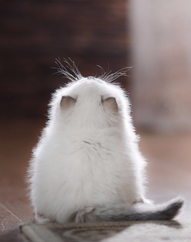 Картинки из сети (07.04.16)