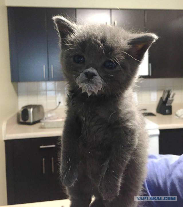 Интересные и веселые картинки