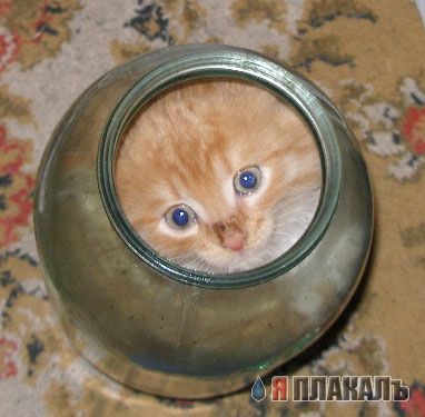 Вторничный котомёт