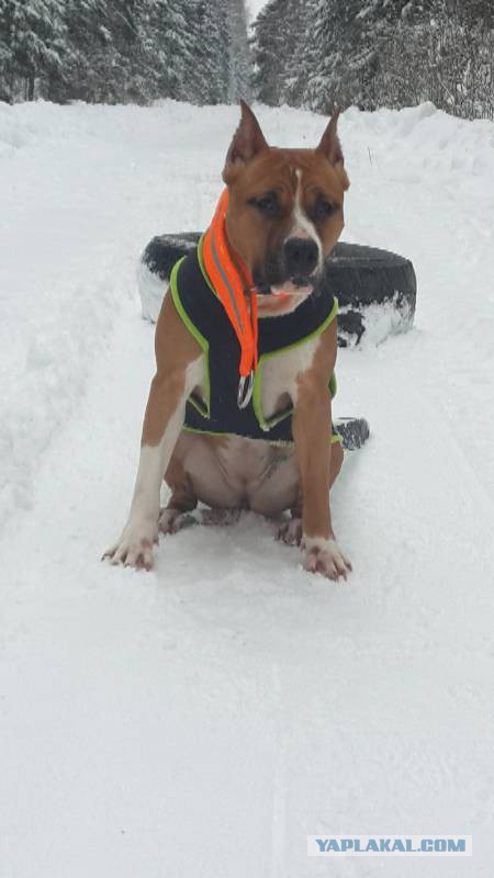 Страшно красивые терьеры