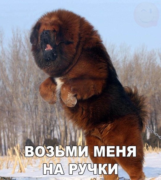 Божьи твари
