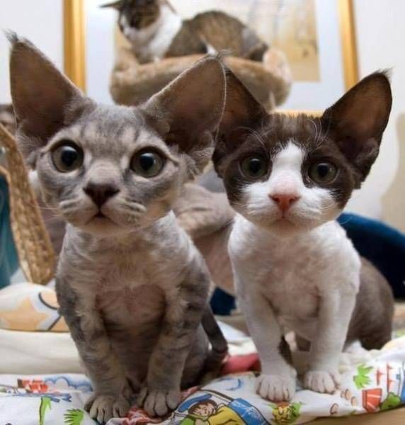 Прикольные животные