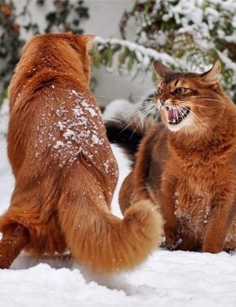 Коты из сети