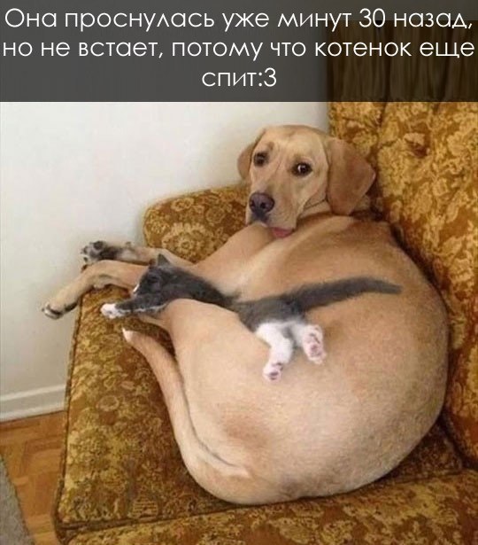 Самые смешные животные