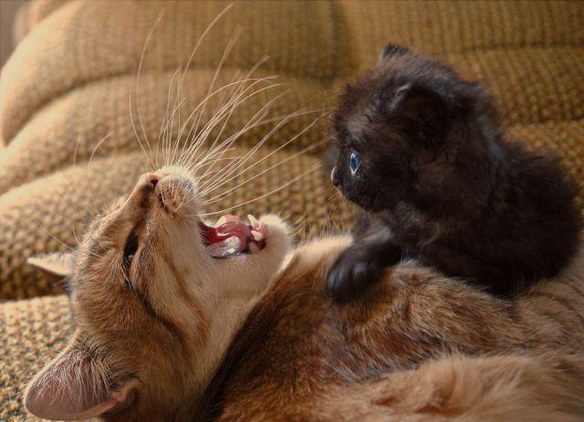 Коты и Кошки