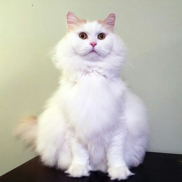 Коты и Кошки