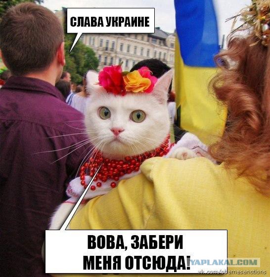 Коты пытаются разблокировать ноутбуки