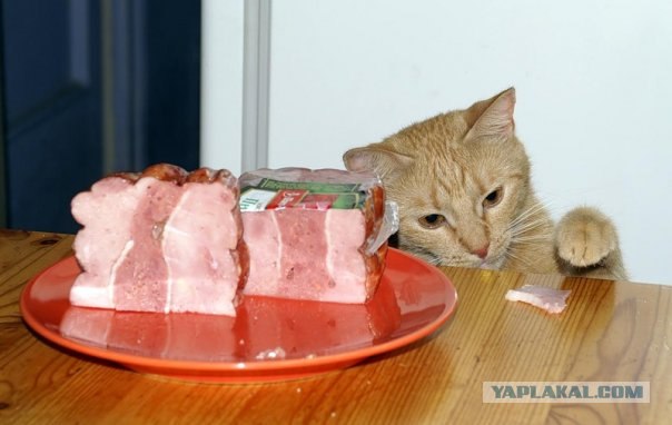 Котовторник на ЯПлакалъ