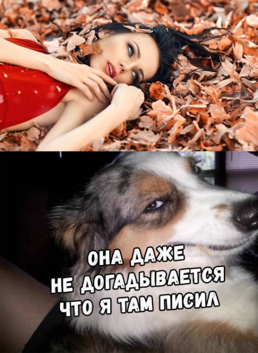 Прикольные картинки абавсём