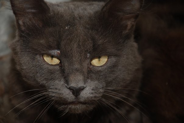 Котовторник!