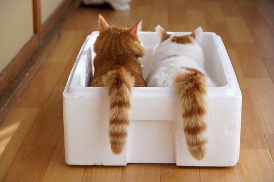 Прикольных котов пост