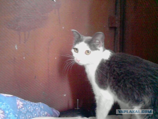 С котовторником !