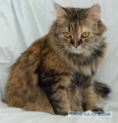Котовторник! 11.10.11