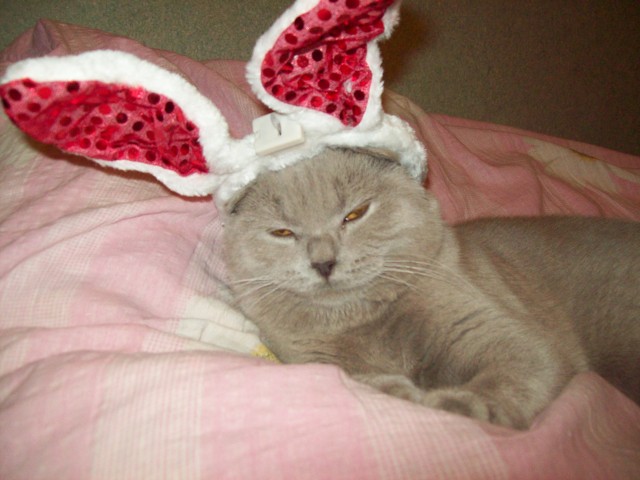 Первый КОТОВТОРНИК 2012