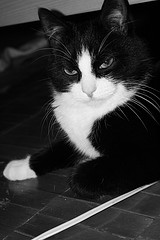 Котовторник (07.02.2012)