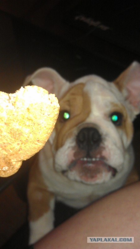 Английский бульдог! Чудо собака