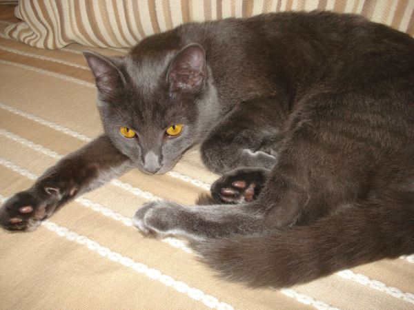 История одного кота