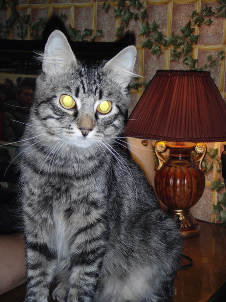 Мой персональный кот с лампой