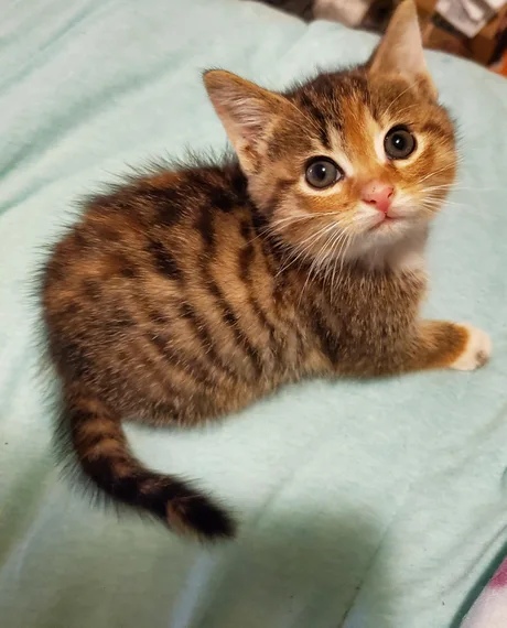 Забавные фото котеек