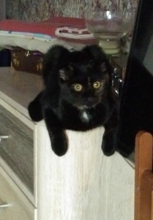 Котовторник 13.10.2020