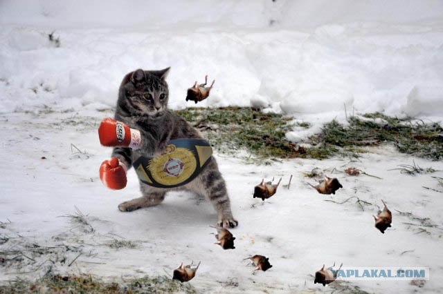 Фотожаба: Кот провёл супер-удар