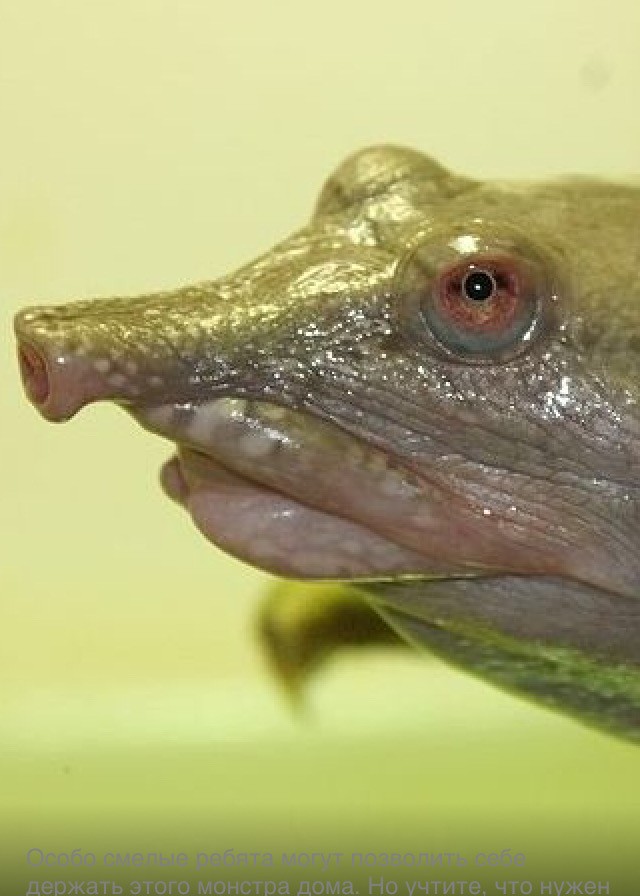 Трионикс Дальневосточный: Самая опасная черепаха России