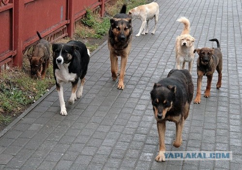 Инициатива по очищению улиц от стай бродячих собак.