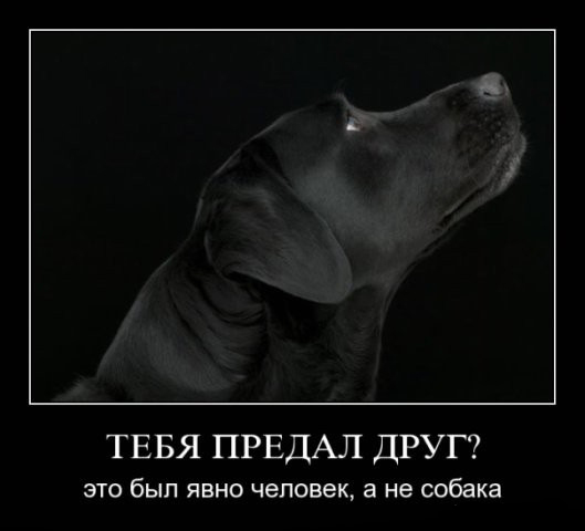 Собака радуется возвращению хозяина.
