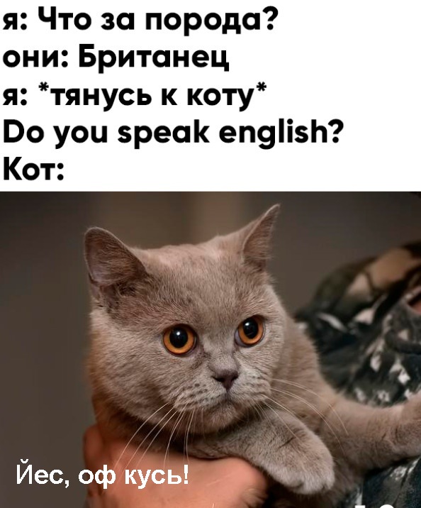 Весёлый полтишок 20.03