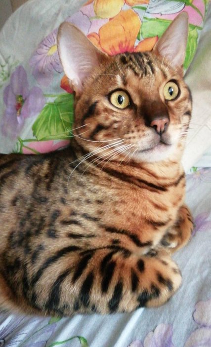 Котовторник (свои добавляем)