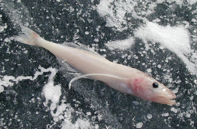 Голомянка: 70% рыбы в Байкале — вот эти «красавцы», целиком состоящие из жира и костей