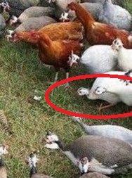 Необычные картинки