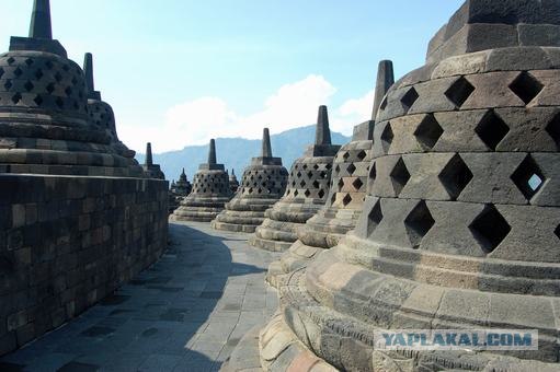 Они живут только 40 лет