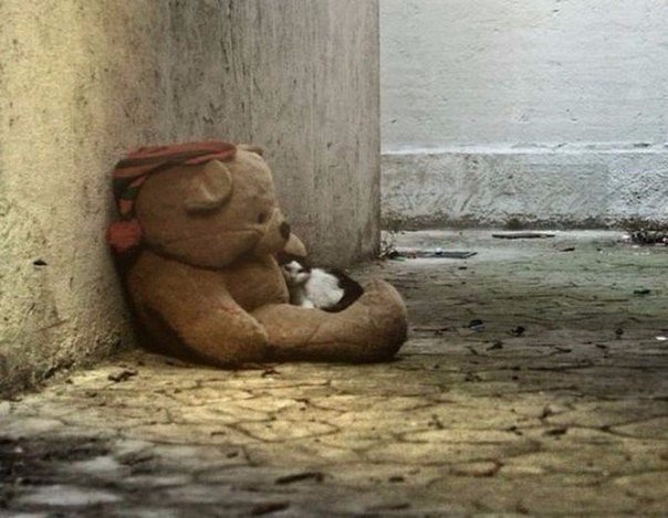 Кошки видят то, чего не видим мы
