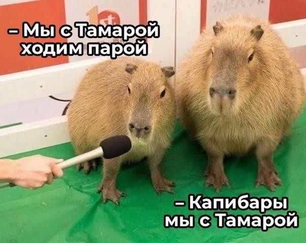 Набрел на склад баянов. Налетай
